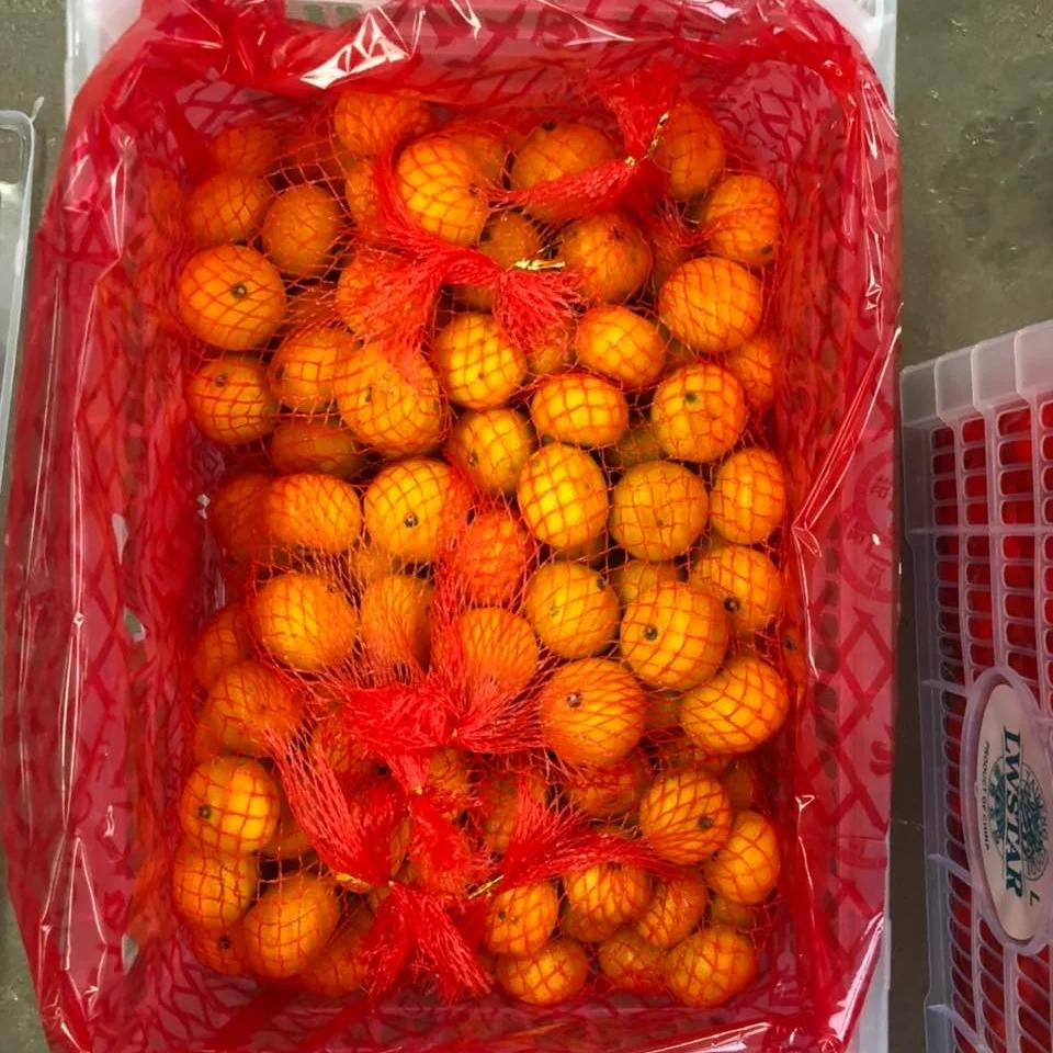 2020 new crop sweet taste fresh baby mandarin