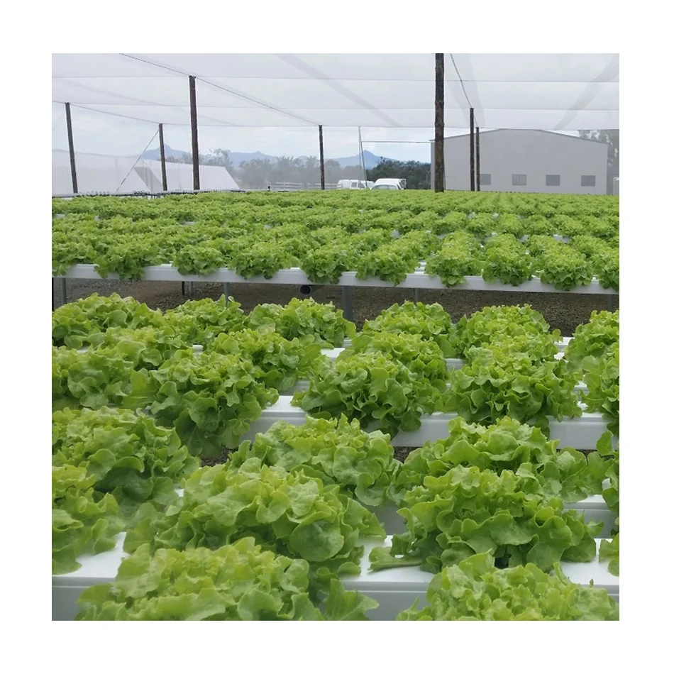 Hydroponic Nft System Vertical Hydroponic Growing System PVC Pipe for Lettuce Strawberry