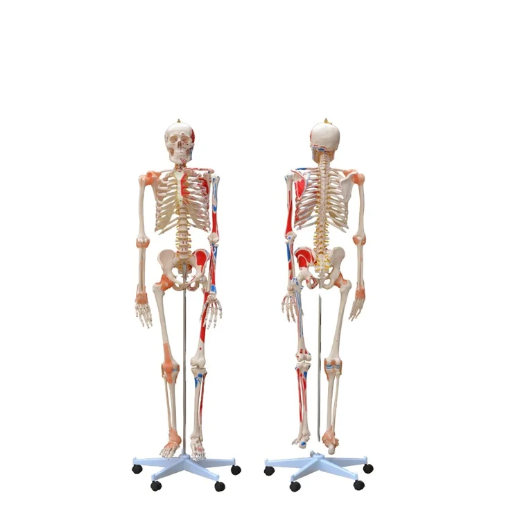 168cm tall plastic articulated human skeleton for teaching supplies