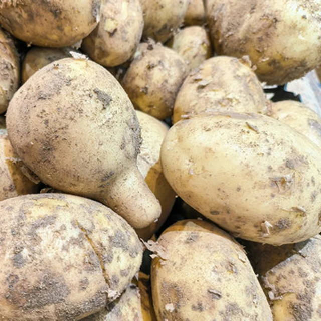 New crop Yellow fresh potato Wholesale fresh vegetables New fresh potato