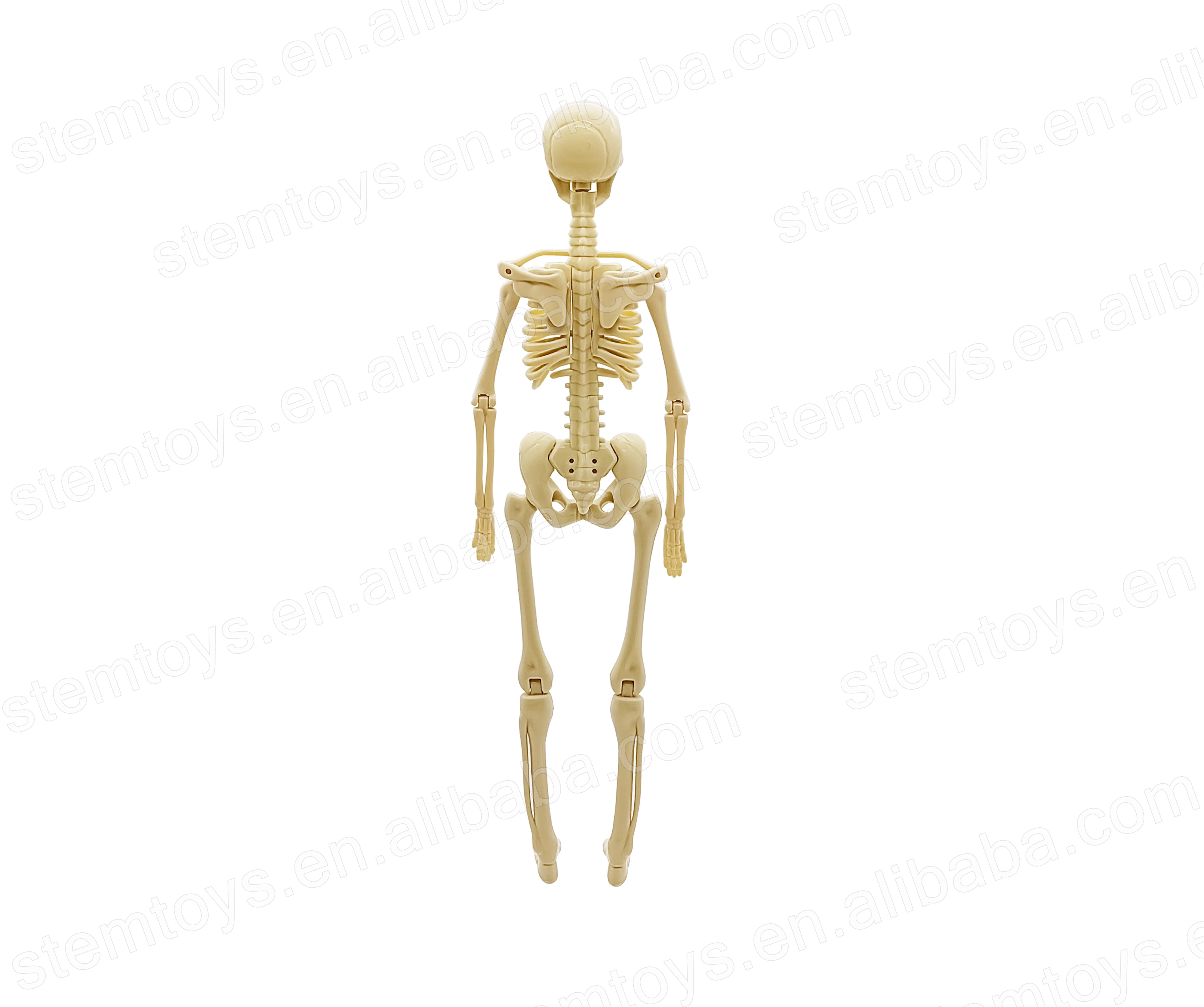 Образовательная игрушка медицинская наука DIY человеческое тело Скелет анатомия модель для школы