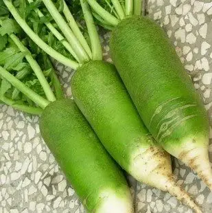 Китайский редис экспортная конкурентоспособная цена зеленый редис купить свежий китайский редис