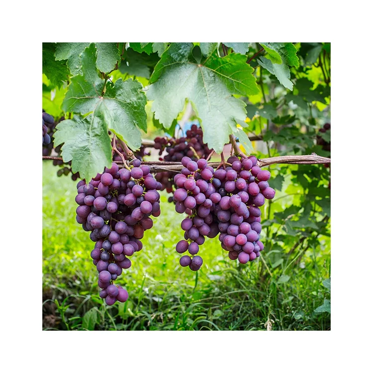 Grapes Fresh Brazil Wholesale Price Export Production Line Fresh Grapes