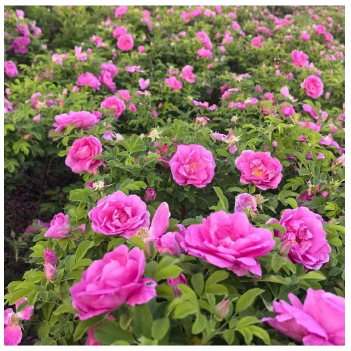 Distinctive Dried Rose Corolla Tea Aromatic Nutrient-Rich Dried Rose Corolla Tea