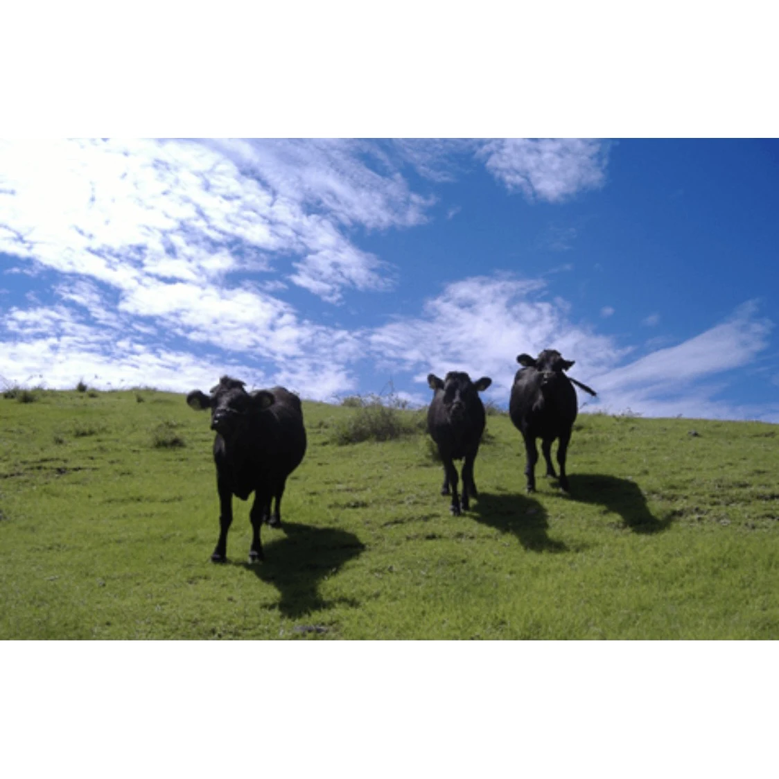 Японский высококачественный вкусный аромат мяса из говядины оптом