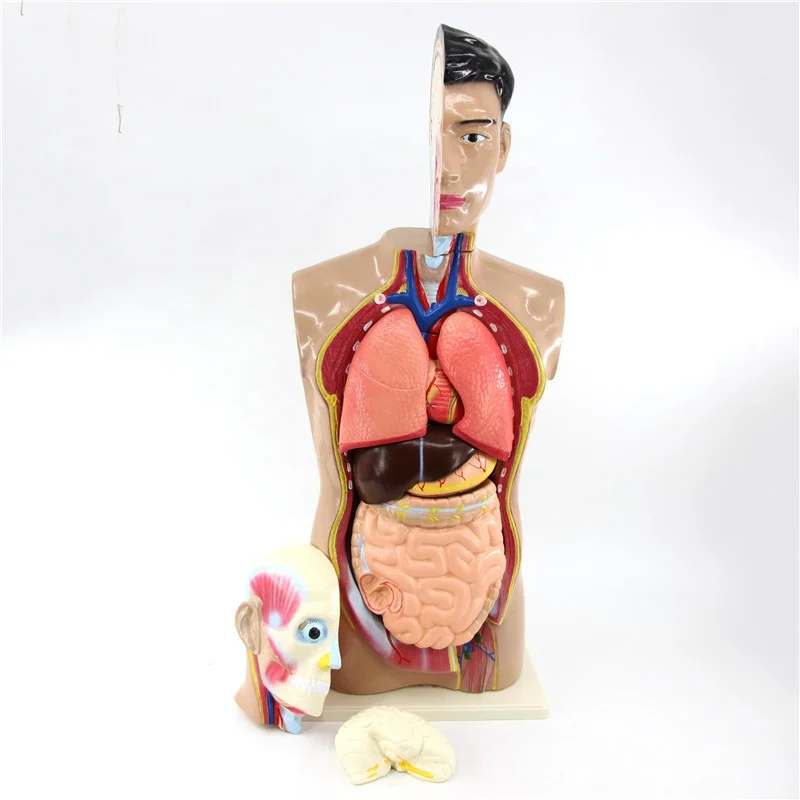 Human Sexless Torso 85cm