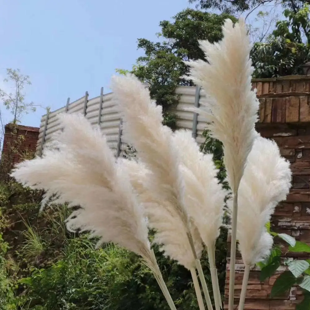 
Wedding Home Decor Dark Grey White Pink Small Big Large Giant Tall Long Natural Dry Reed Flower Dried Preserved Pampas Grass 