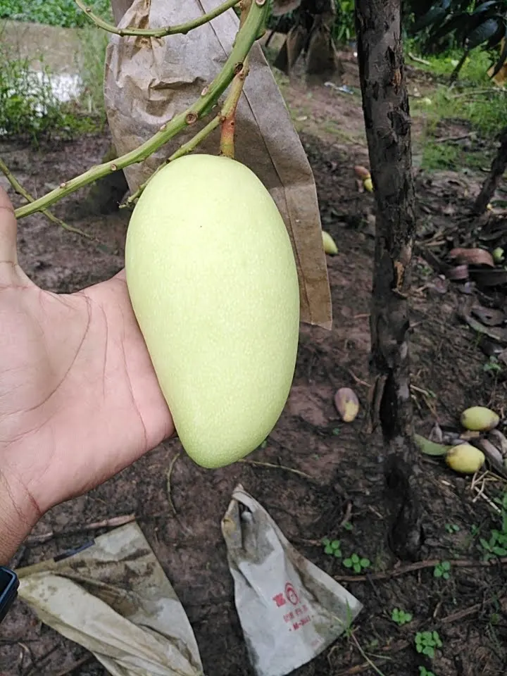 Have GAP Certification Best Price The Top Recommend For High Fresh Green Mango Shipping From Vietnam