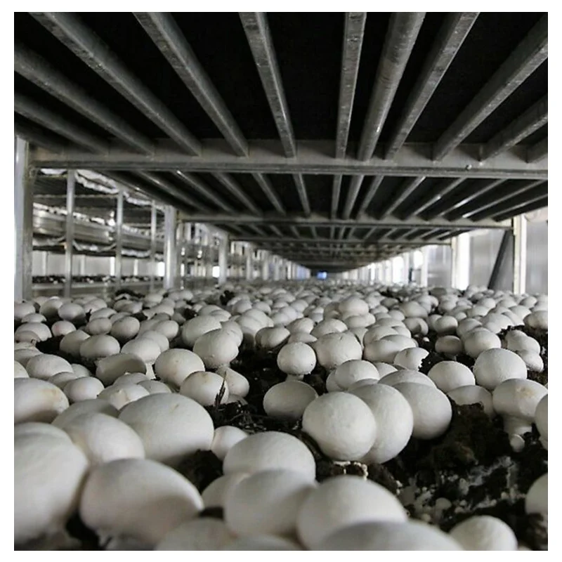 Hangmei Economic single span greenhouse poly tunnel invernadero smart for