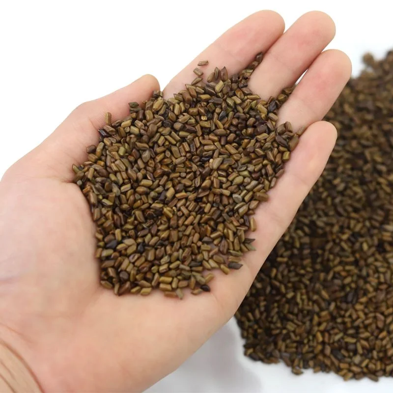 Premium Quality Senna Tora/cassia Tora Seeds Chinese Herbal Medicine Tea Organic Cassia Seed Benefits