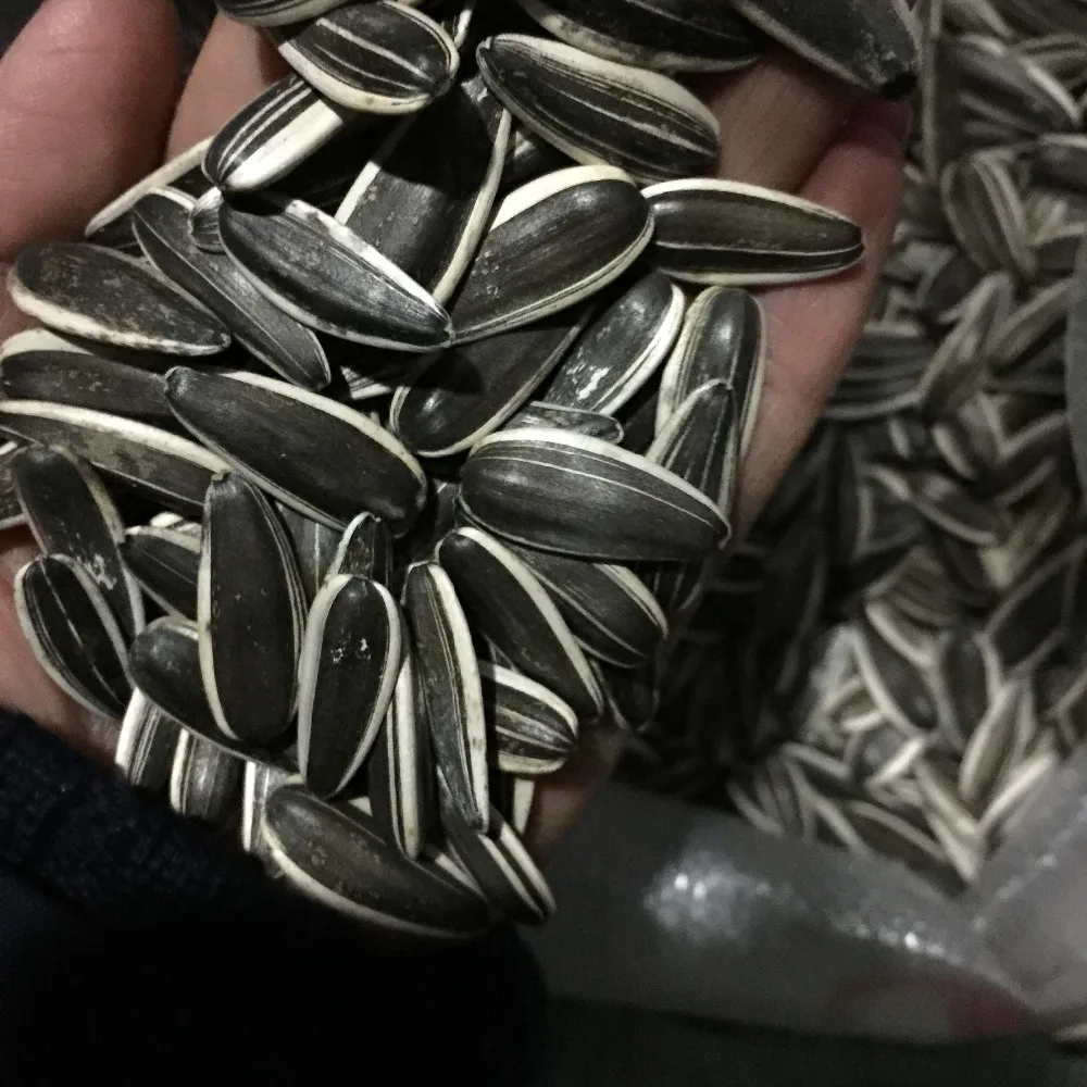 Sunflower Seeds Black With White Stripe 361 363 601