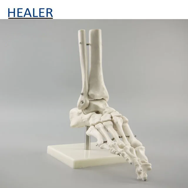 Human Foot Joint Model,Anatomical model of foot,Foot bone model
