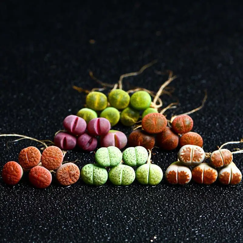 Low price cute mixed color mini Lithops natural live plants real succulent bonsai