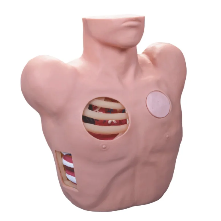 High quality human anatomical model realistic thoracentesis drainage model in medical teaching