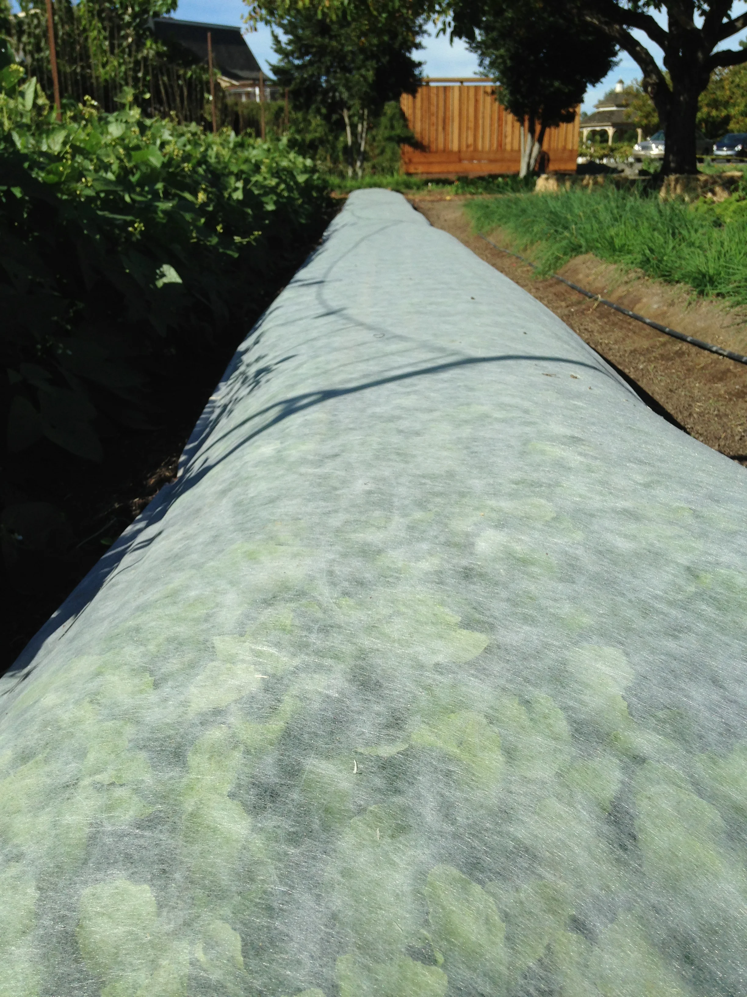 Agriculture non-woven fabric spunbonded polypropylene nonwoven fabric protection green plant