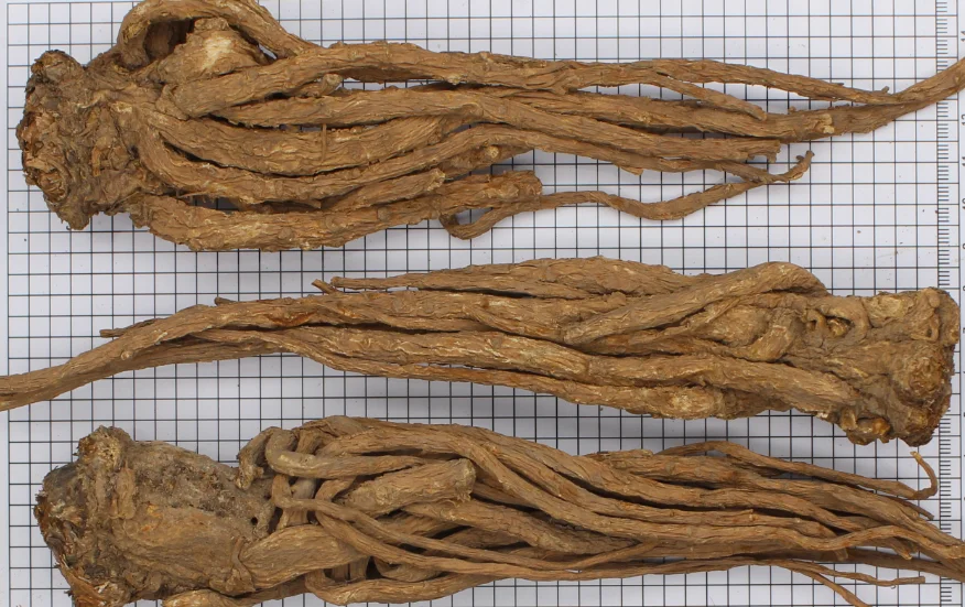 
The high quality of Chinese medicinal materials and the preferential price of Angelica sinensis 