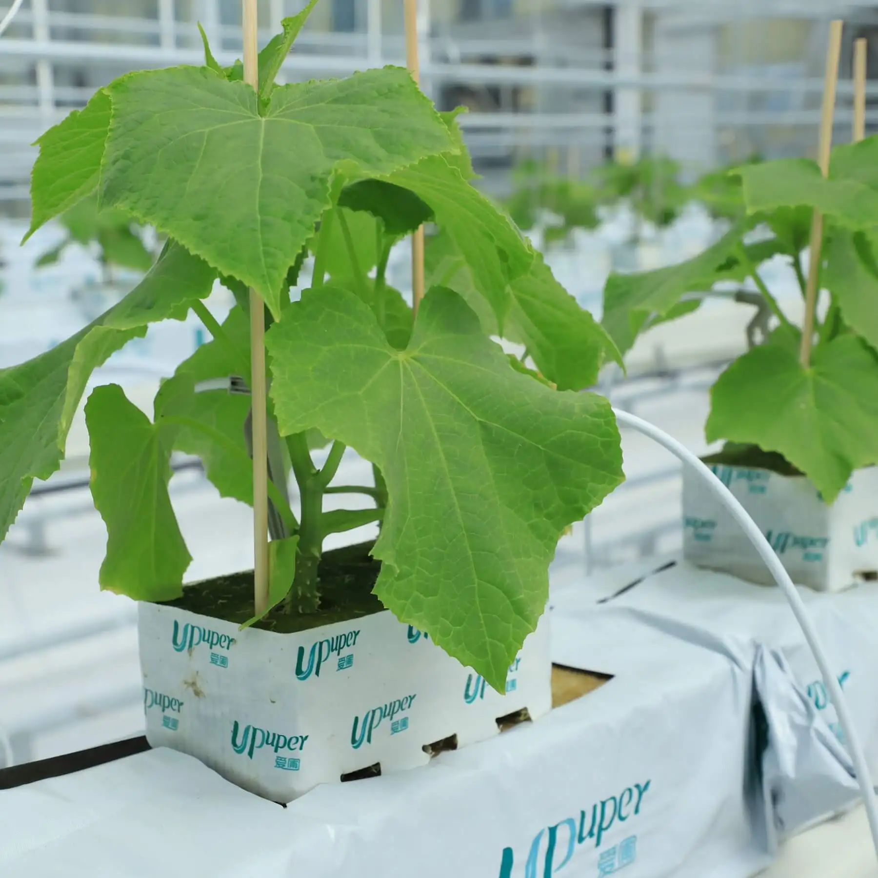 UPuper China factory 6*4*2.5 inch double holes wholesale growing cucumbers substrate rock wool cubes for hydrophonics