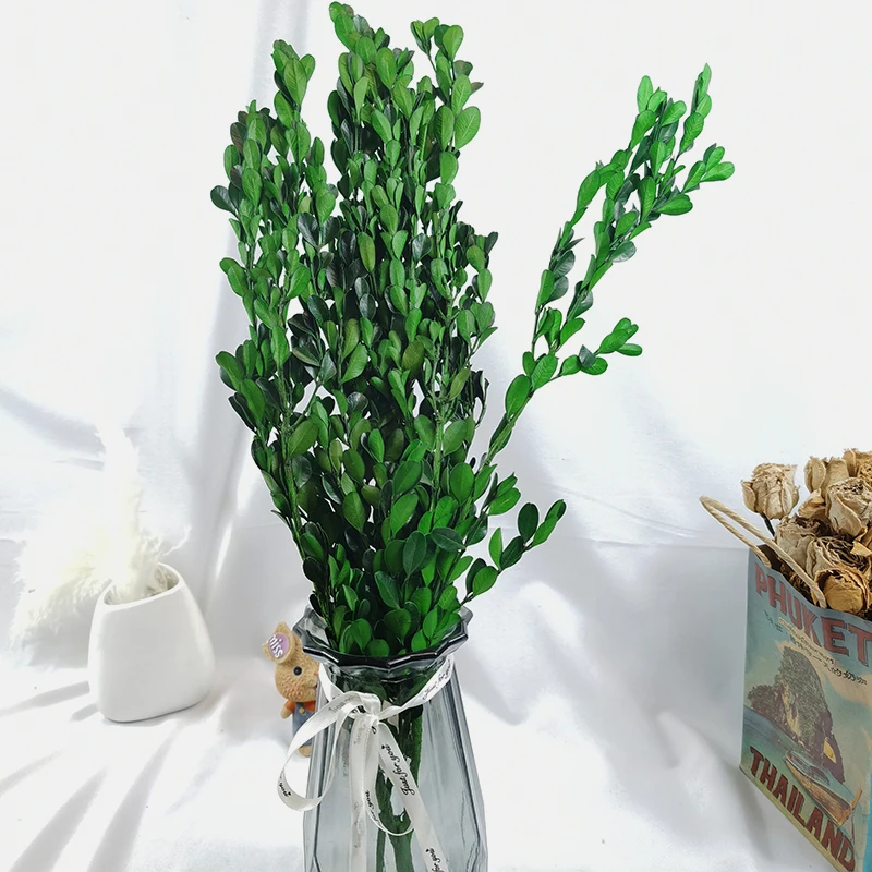 Консервированные листья Buxus Sinica самшита зеленый лист сушеные цветы DIY гирлянда материалы Цветочная композиция