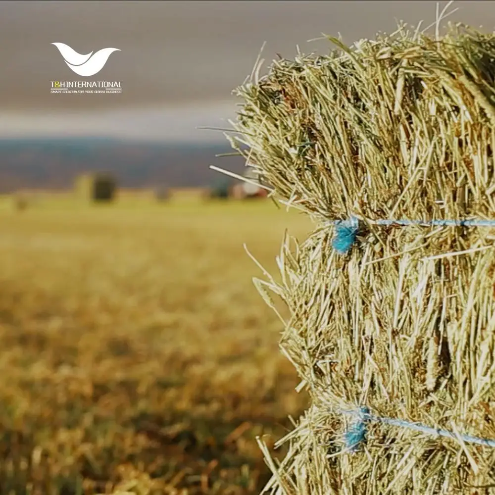 Wholesale Colorful high Uv Treated Polypropylene Plastic Baler Twine For Agriculture Packaging