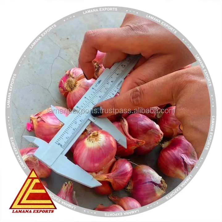 Podisu Onion New Crop for Export Malaysia Singapore