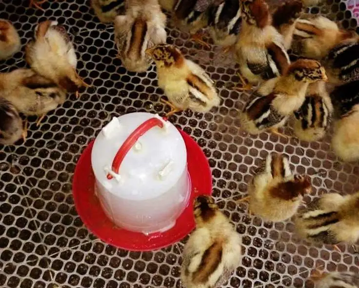 High quality plastic material chick automatic drinker duck water feeder for pigeon