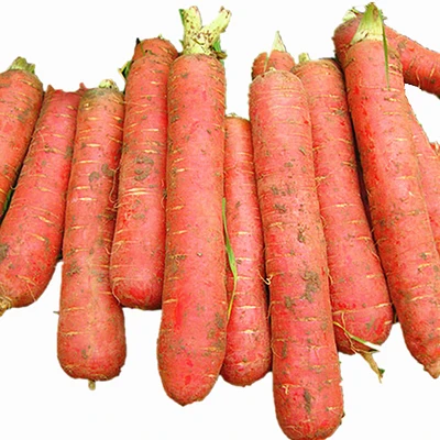 
2020 Chinese fresh carrot new crop wholesale export 