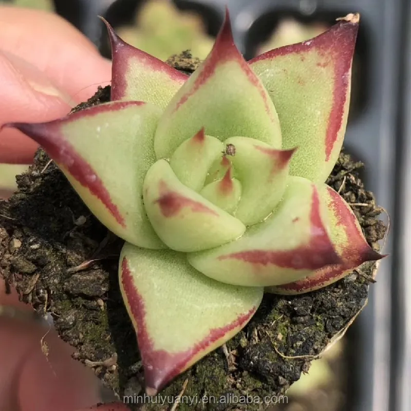 Wholesale of succulent plants Indoor ornamental plants  Echeveria