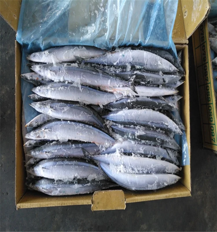
Fresh Wholesale Frozen (Cololabis Saira) Pacific Saury Fish 