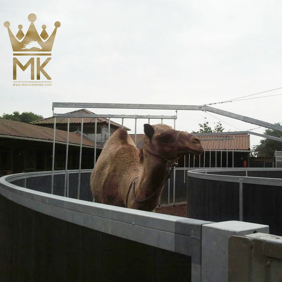 
 Molenkoning Camel walker MK  