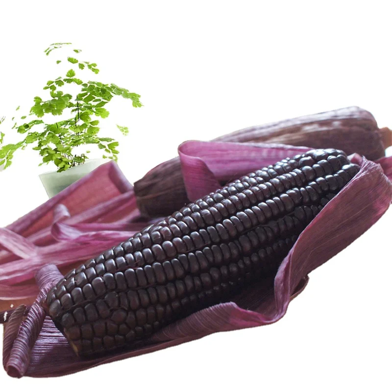 
New Season High Quality Good Price Vacuum Pack Fresh Sweet Corn For Sale 