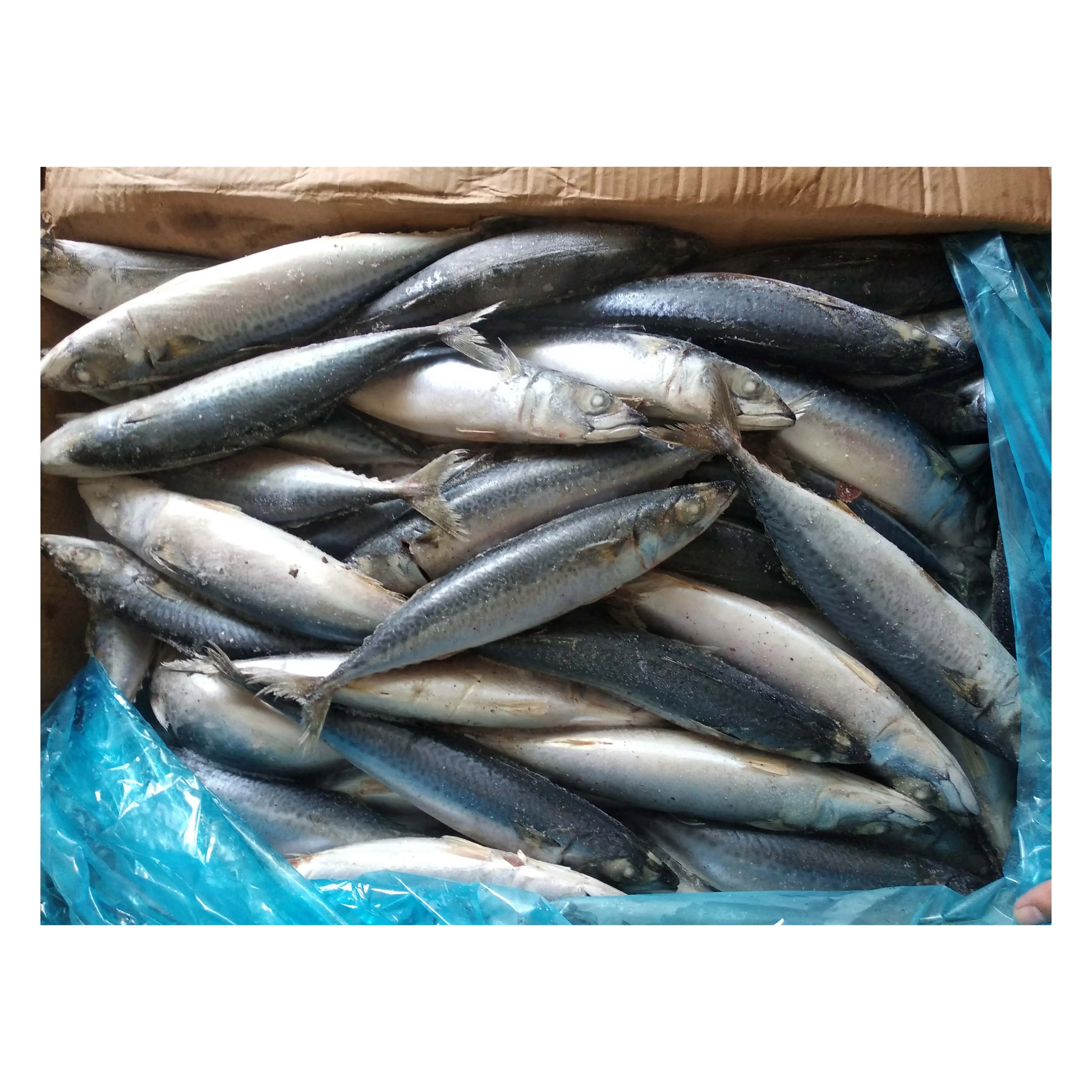 X101 mackerel 200-300g (scomber japonicus) manufacturer factory Pacific Mackerel Whole Round chub mackerel fish