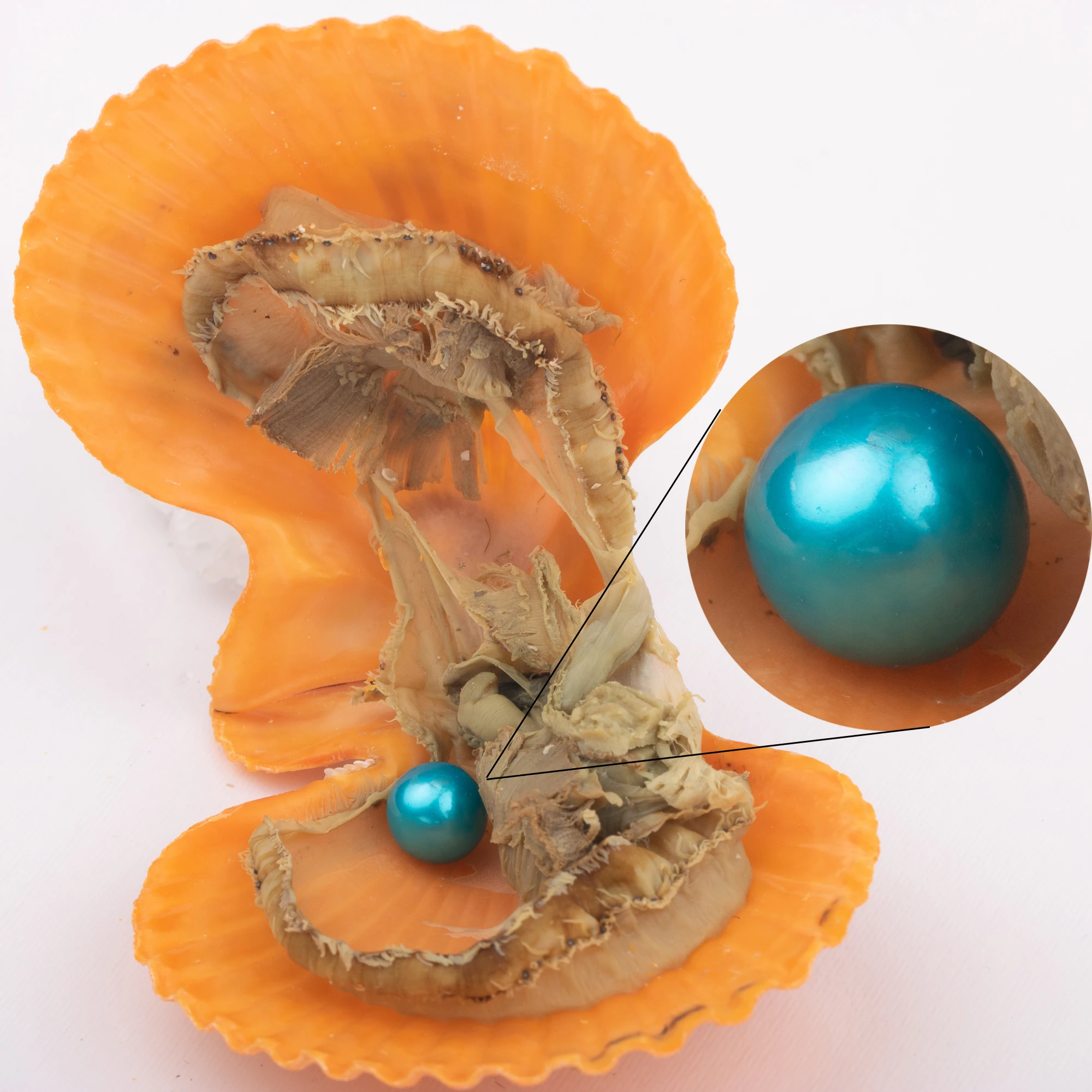 Natural Pearl Freshwater Cultured Pearl Oyster with 7-8 mm round 4a+ grade DIY Birthday Gifts Vacuum-Packed