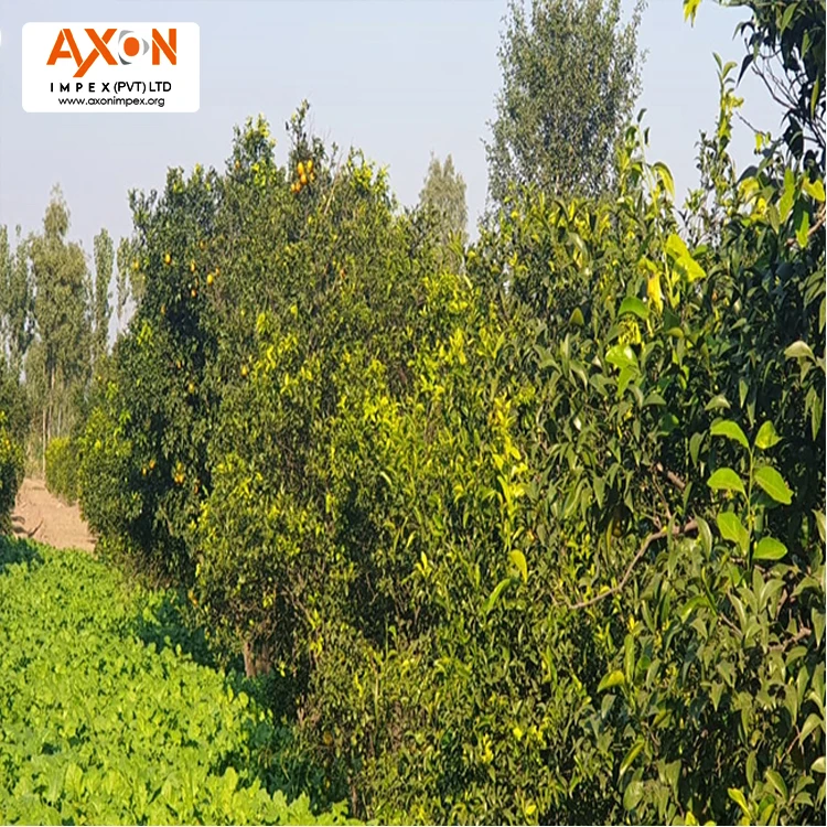 
Fresh Citrus Naval oranges, Lemons,Mandarins,valencia orange,Lime for sale 