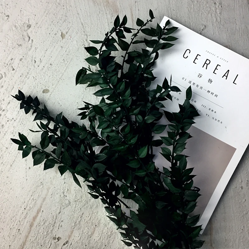 Yunnan Concise style Natural green flower Preserved Ruscus leaves for home decoration