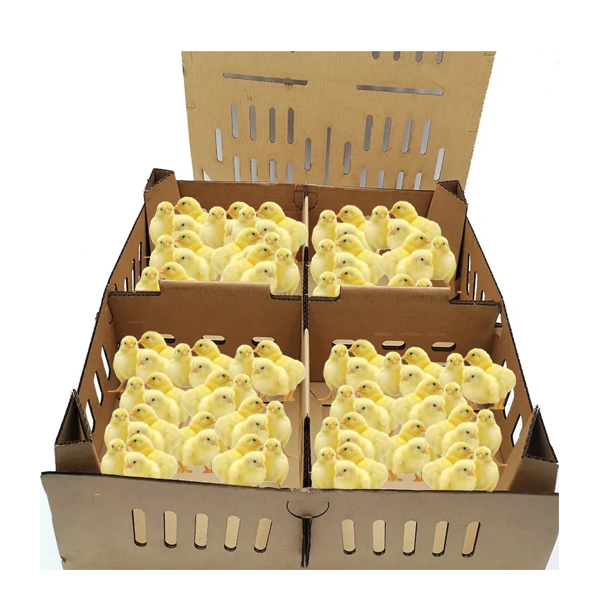 Transport poultry cardboard boxes chicken chick carton cardboard boxes for transport of chicks paper chick transport box