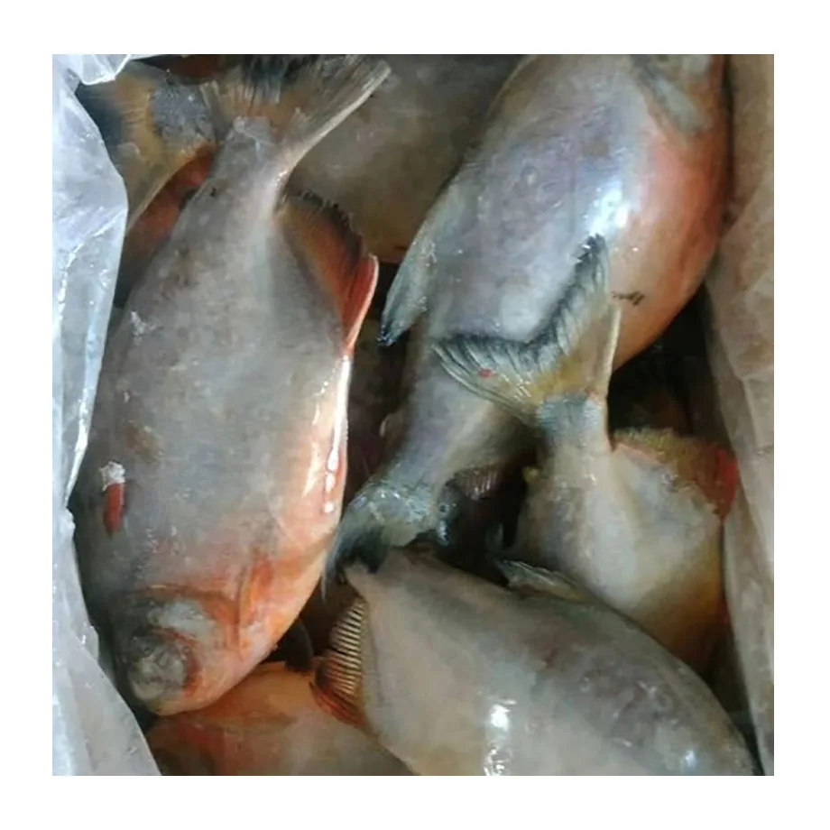 Red pacu frozen red pompano fish frozen pomfret fish frozen red pomfret fish