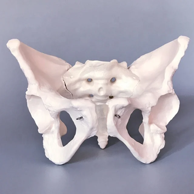 Medical Anatomy Teaching Used PVC Human Skeleton Model Male Pelvis Model