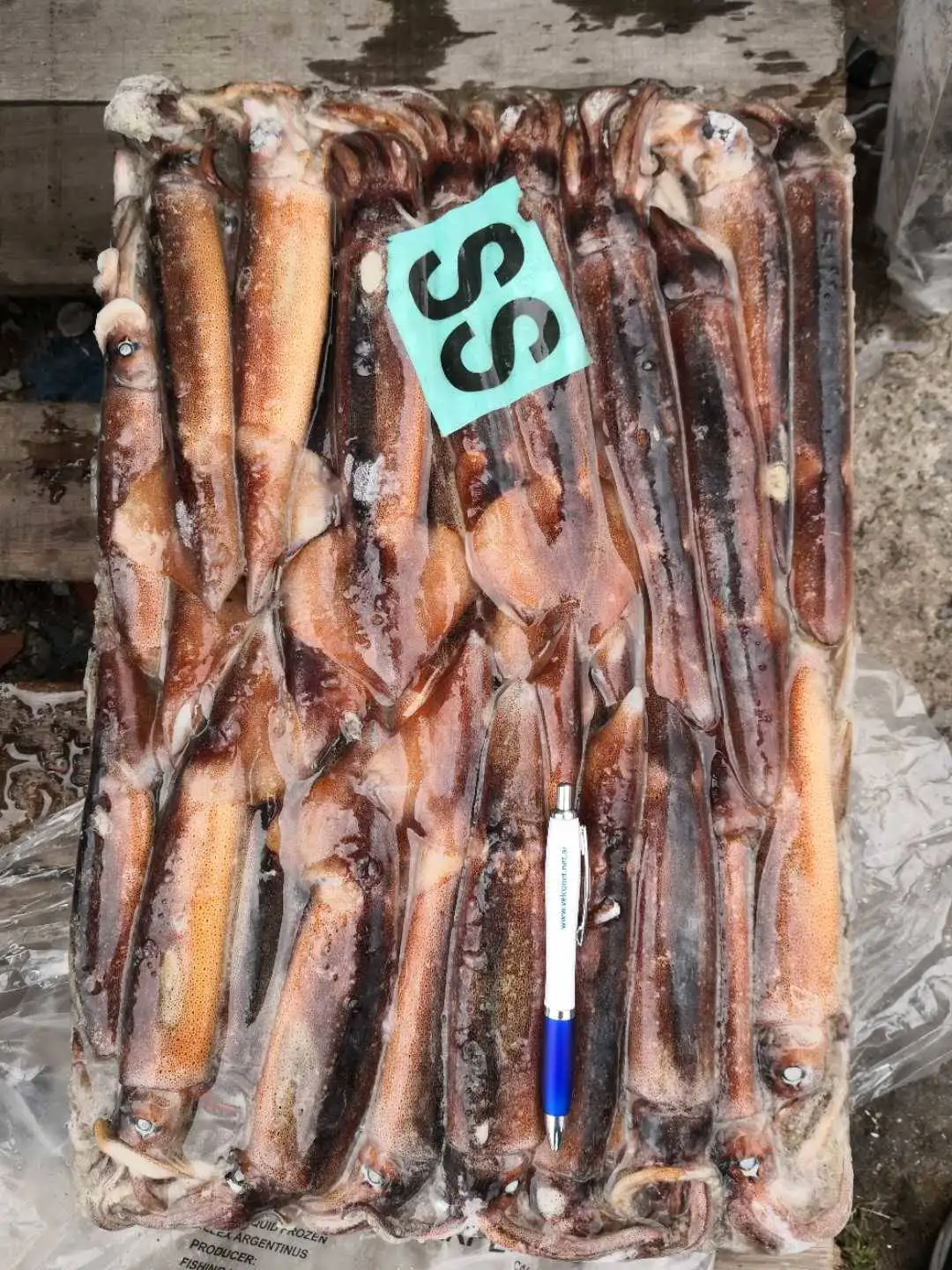 SANFENG SEAFOOD Frozen Argentine Squid illex squid