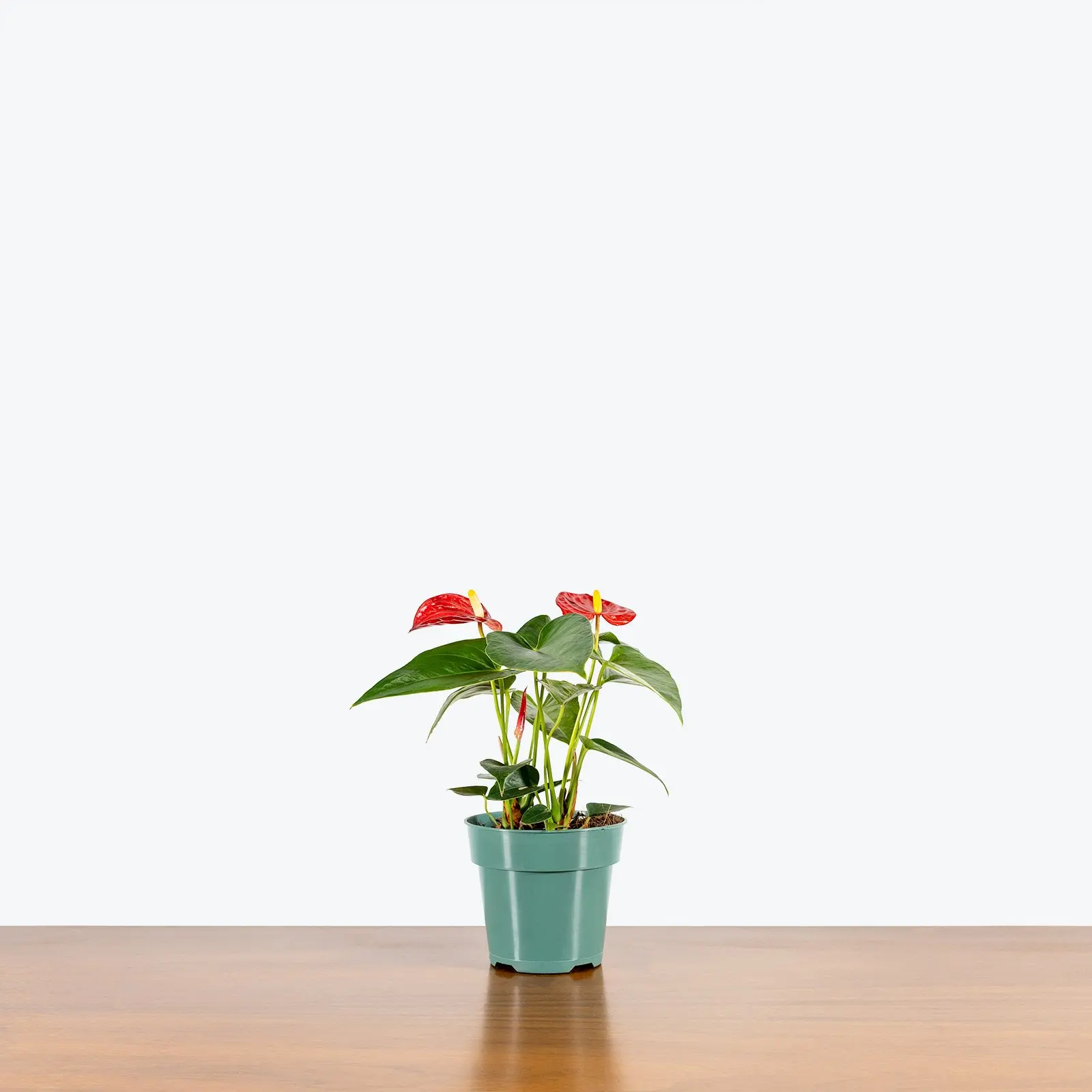 Plant farm tropical foliage natural Anthurium or the Tail Flower Flamingo Laceleaf plants for home