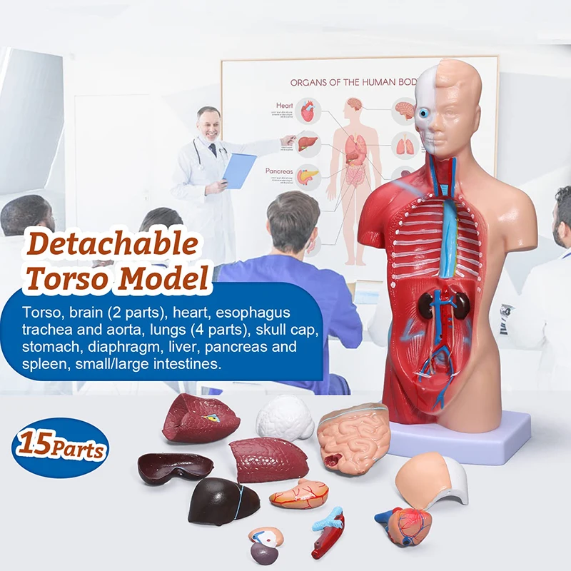 Medical Anatomy Model 85 cm Human Sexless Torso Model with 20 Parts