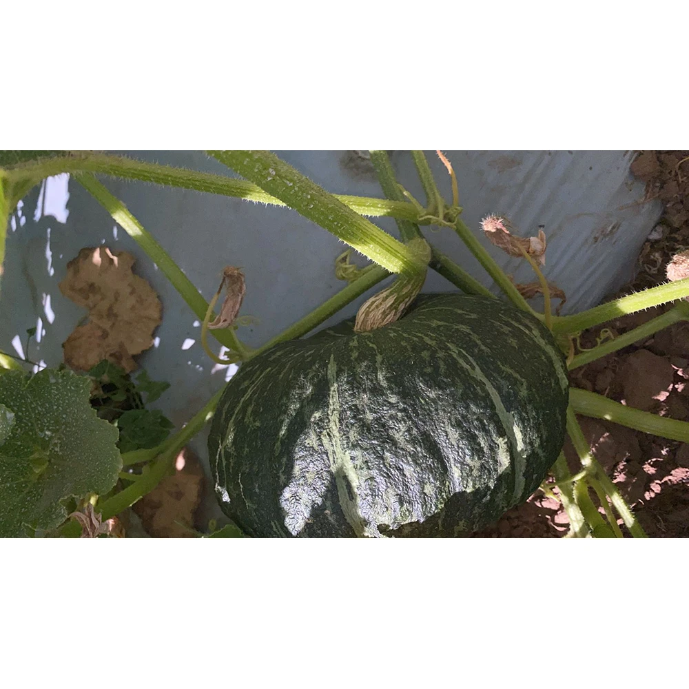 High Quality Sweet Japanese Vegetable Fresh Pumpkin Squash Kabocha