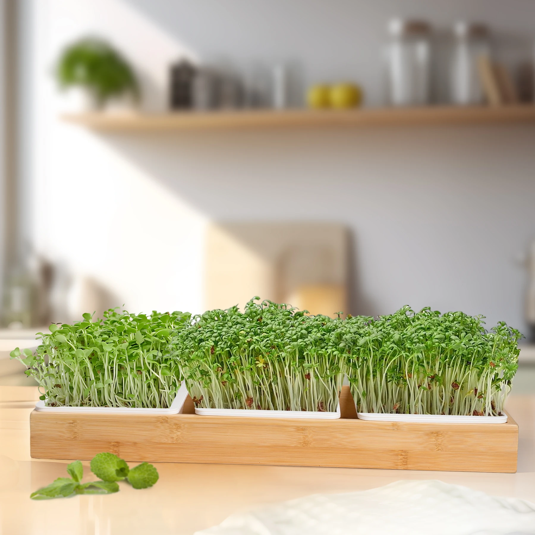 J&C Home Using Bamboo Made Trays Germinate Seed Easy Start Germination Tray Microgreens Harvest in 7 Days Grass Trays