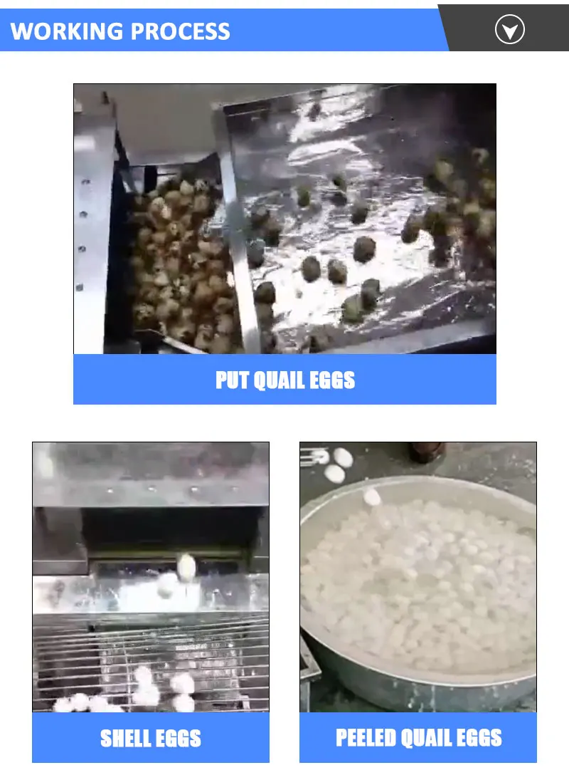 New type of sell like hot cakes Small50kg/hour stainless steel automatic quail egg sheller/peeler