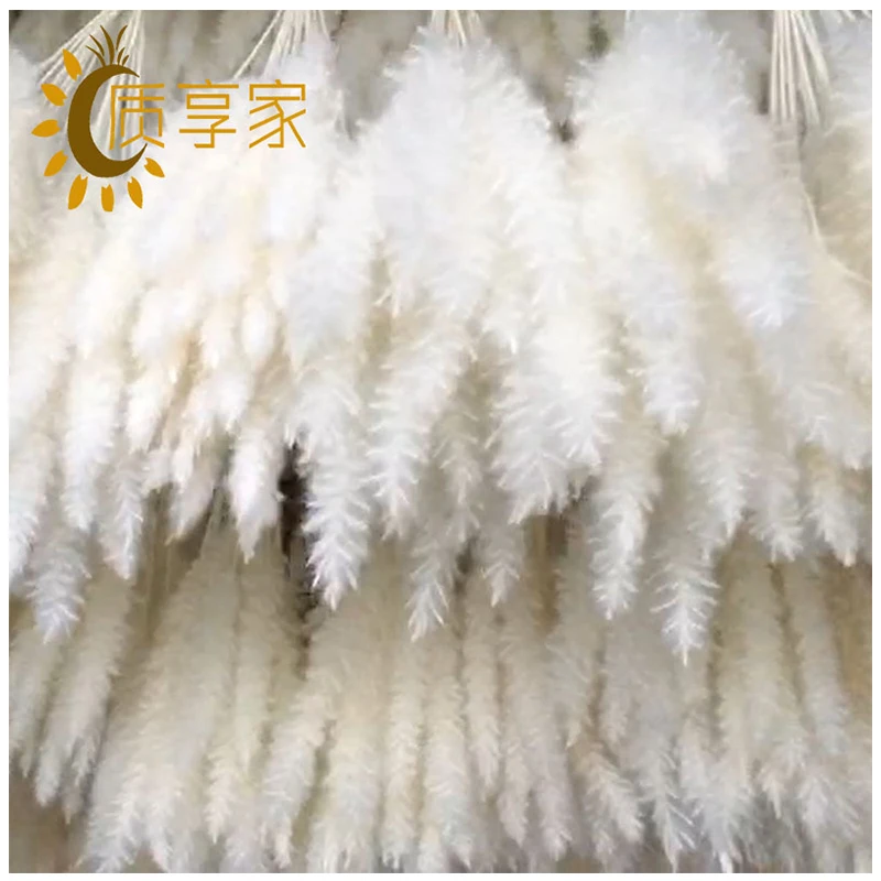 2021 Amazon Hot Selling Wholesale Decorative Natural Dried Flowers Fluffy Pampass Feathers Small White Pampas Grass