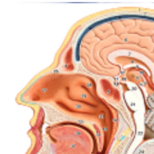 ADA-A630B Hot sale Median Section of the Head,Life Size,1 Part Medical teaching hot selling model