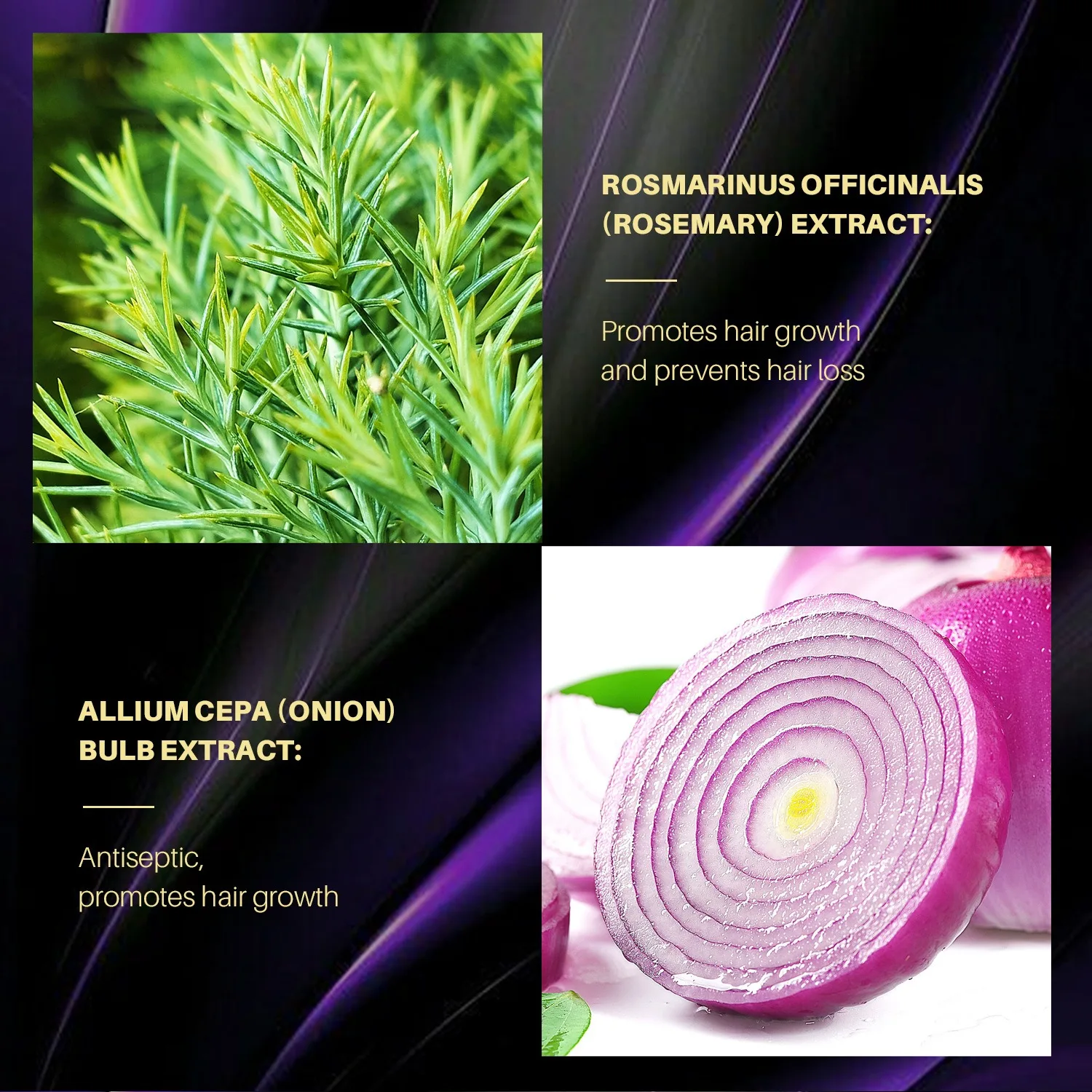 Factory Direct Organic Rosemary Onion Shampoo Refreshing Anti-Dandruff and Antipruritic Haircare Oil Hair-Loss Prevention