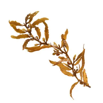 HOT HOT !!! SARGASSUM SEAWEED FROM VIETNAM WITH HIGH EXPORT STANDARD AND COMPETITIVE PRICE IN 2023