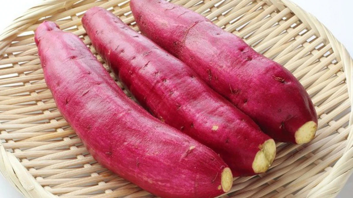 Best Price Top Quality For The Best Choice Yellow Sweet Potato In Vietnam With 3 Months Maturity