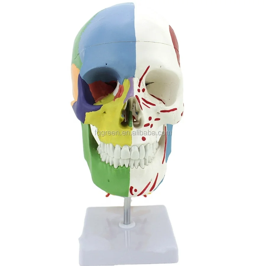 Медицинские Учебные ресурсы, модель анатомии мышц с отделением черепа человека