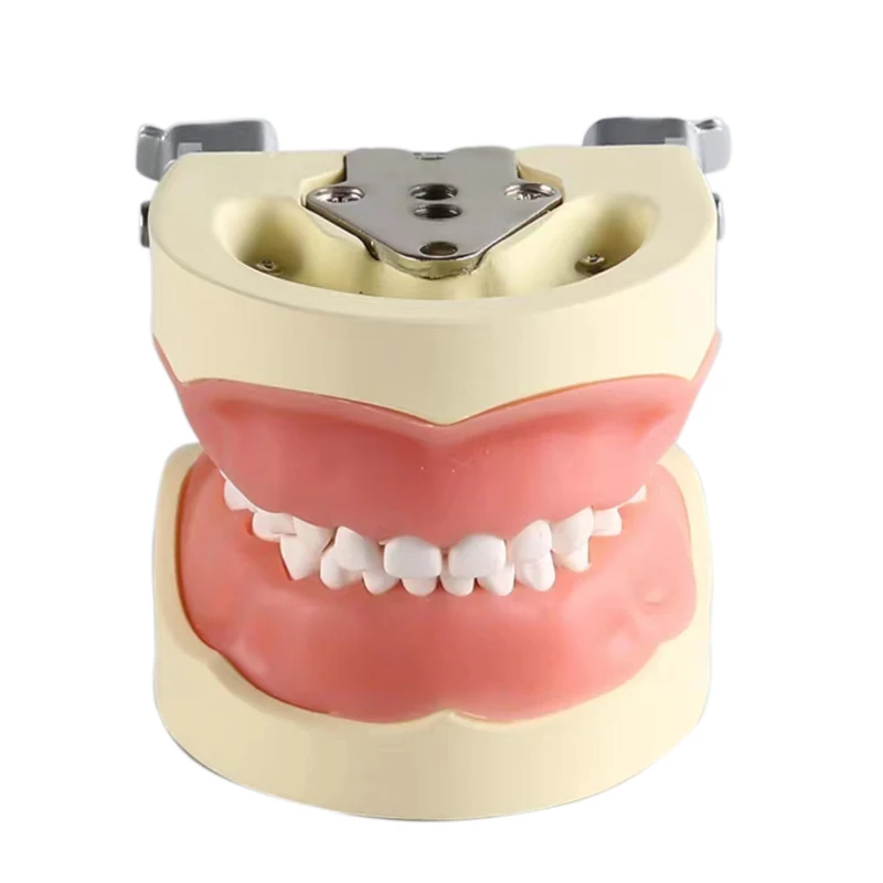 children deciduous teeth standard orthodontic study dentist anatomical dental typodont models  teeth model